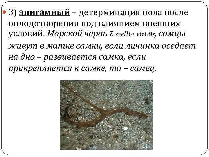  3) эпигамный – детерминация пола после оплодотворения под влиянием внешних условий. Морской червь