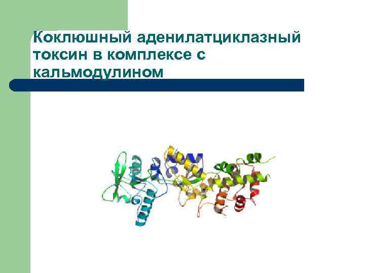 Коклюшный аденилатциклазный токсин в комплексе с кальмодулином 