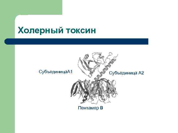 Холерный токсин Субъединица. A 1 Субъединица A 2 Пентамер В 