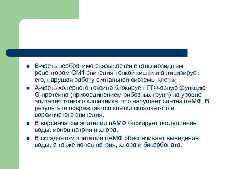 l l В-часть необратимо связывается с ганглиозидным рецептором GM 1 эпителия тонкой кишки и