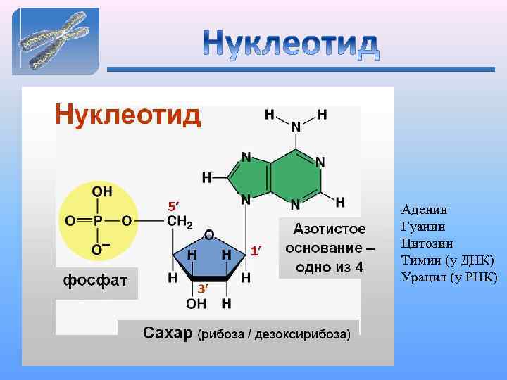 Аденин Гуанин Цитозин Тимин (у ДНК) Урацил (у РНК) 