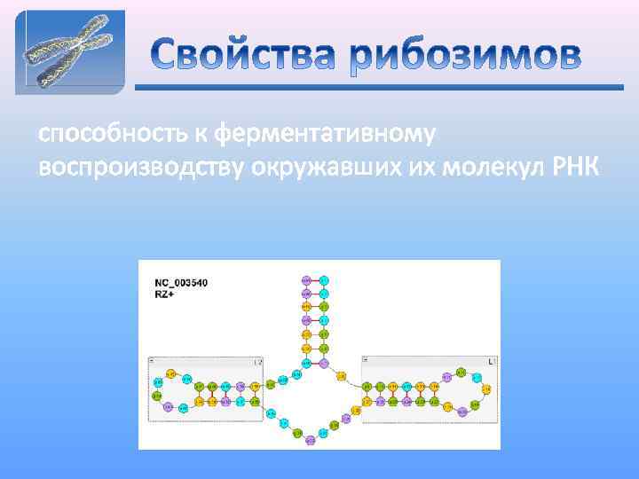 способность к ферментативному воспроизводству окружавших их молекул РНК 