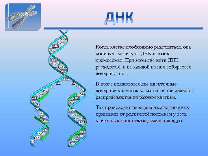 Когда клетке необходимо разделиться, она копирует молекулы ДНК в своих хромосомах. При этом две