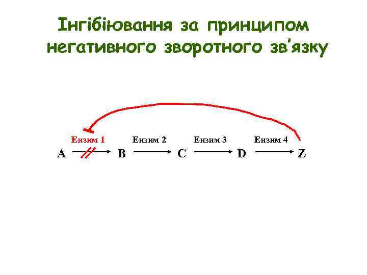 Інгібіювання за принципом негативного зворотного зв’язку Eнзим 1 A Eнзим 2 B Eнзим 3