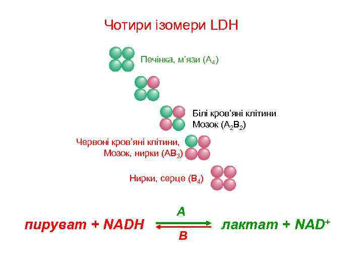 Чотири ізомери LDH Печінка, м’язи (A 4) Білі кров’яні клітини Мозок (A 2 B