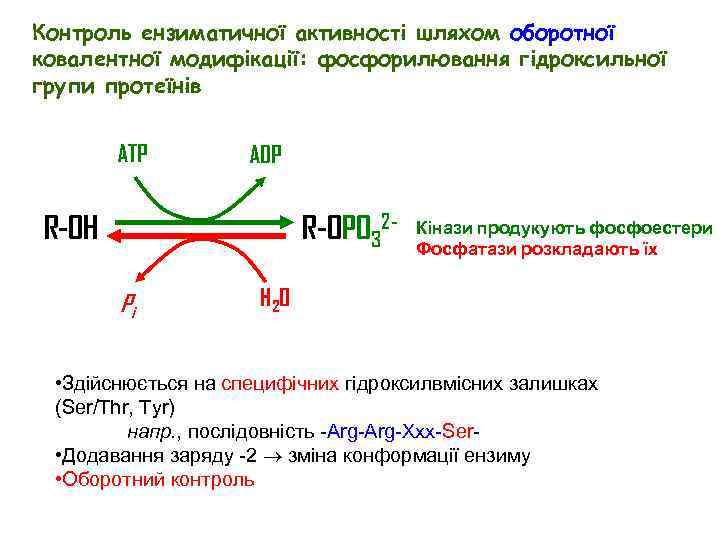 Контроль ензиматичної активності шляхом оборотної ковалентної модифікації: фосфорилювання гідроксильної групи протеїнів ATP ADP R-OPO