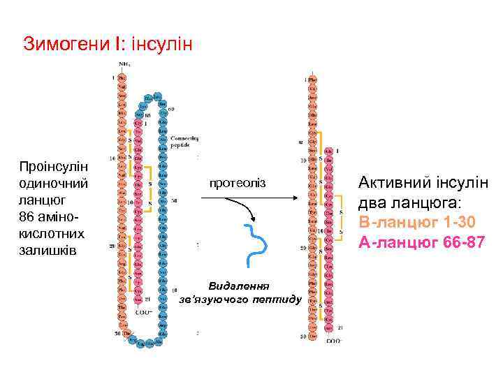 Зимогени I: інсулін Проінсулін одиночний ланцюг 86 aмінокислотних залишків протеоліз Видалення зв’язуючого пептиду Активний