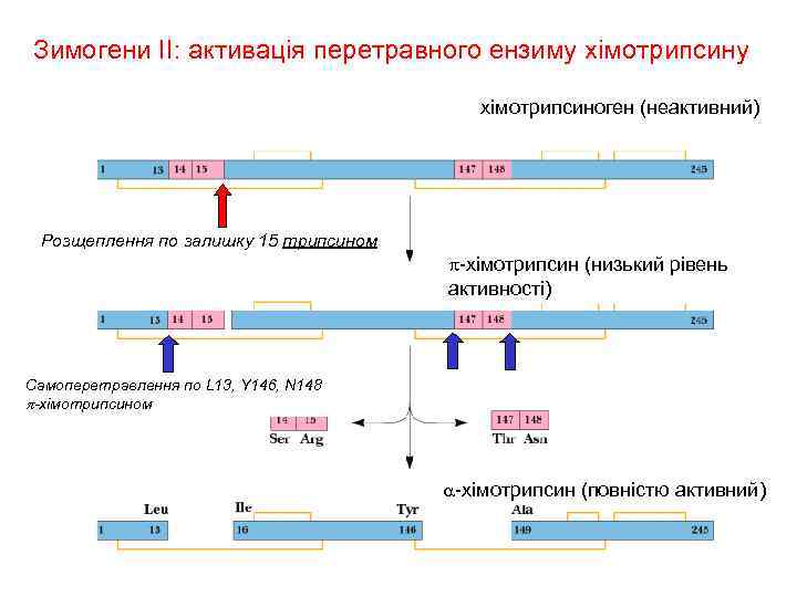 Зимогени II: активація перетравного ензиму хімотрипсиноген (неактивний) Розщеплення по залишку 15 трипсином p-хімотрипсин (низький