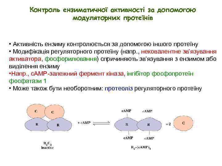 Контроль ензиматичної активності за допомогою модуляторних протеїнів • Активність ензиму контролюється за допомогою іншого