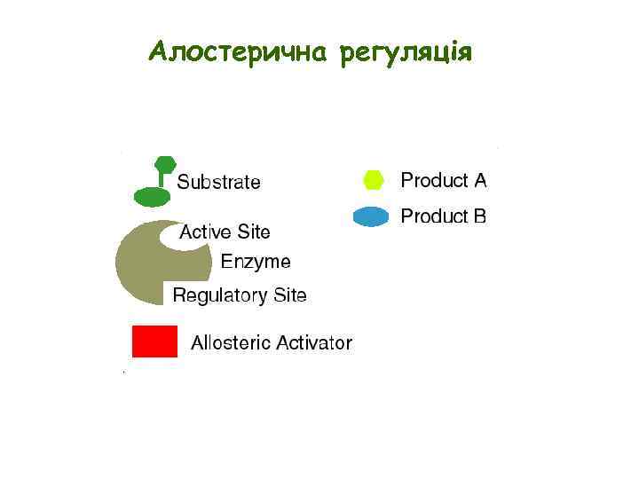 Алостерична регуляція 