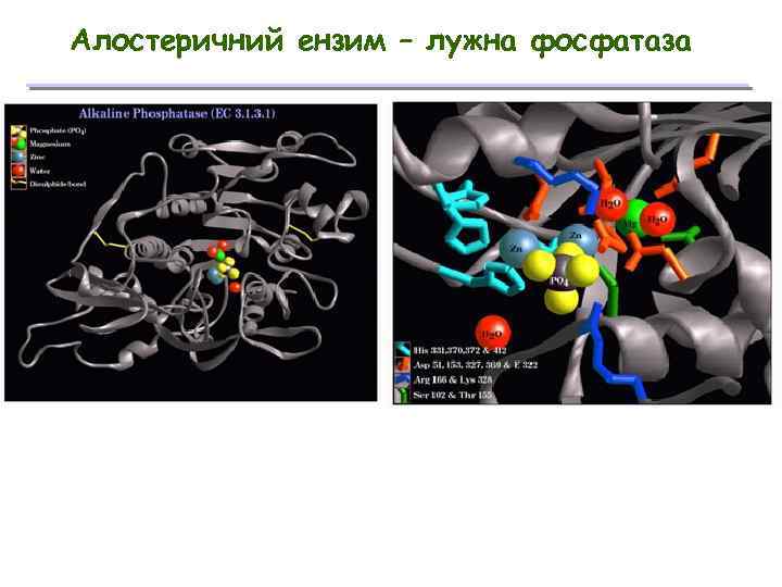 Алостеричний ензим – лужна фосфатаза 