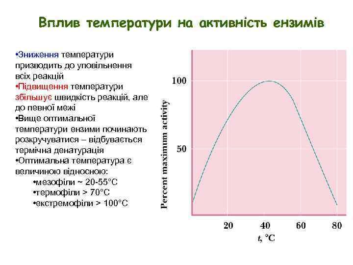 Вплив температури на активність ензимів • Зниження температури призводить до уповільнення всіх реакцій •