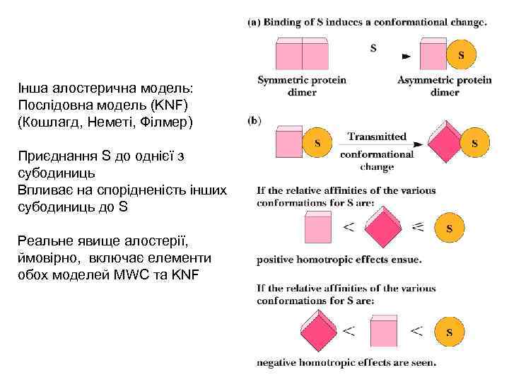 Інша алостерична модель: Послідовна модель (KNF) (Кошлагд, Неметі, Філмер) Приєднання S до однієї з