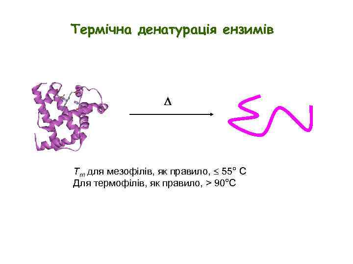 Термічна денатурація ензимів Tm для мезофілів, як правило, 55° C Для термофілів, як правило,