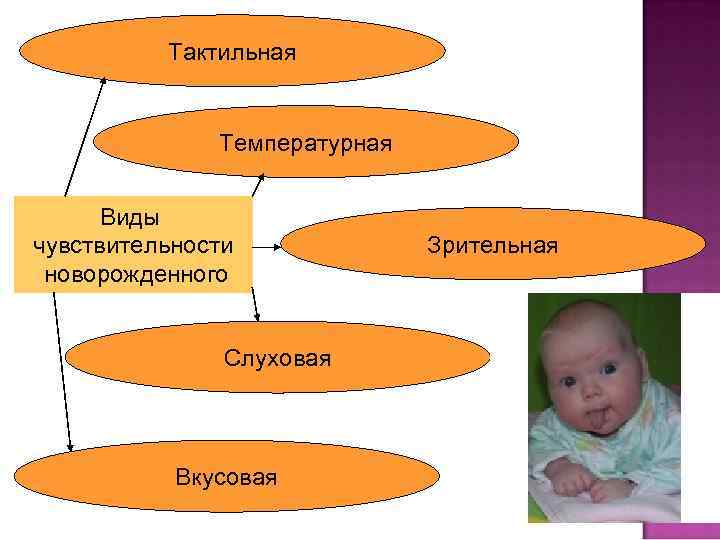 Тактильная Температурная Виды чувствительности новорожденного Слуховая Вкусовая Зрительная 