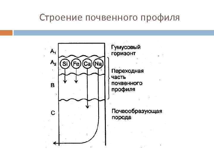 Строение почвенного профиля 