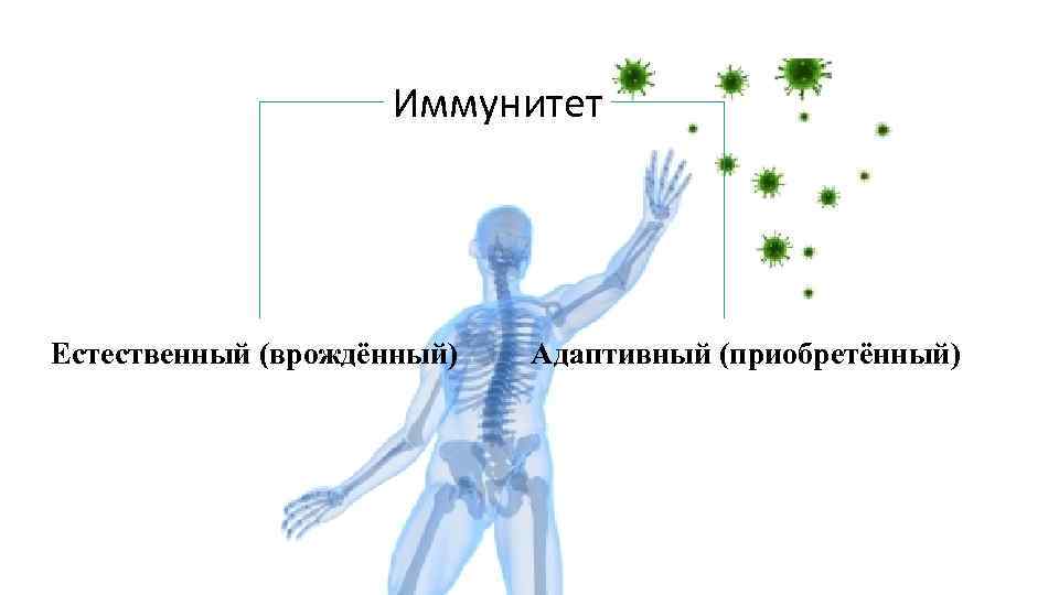 Врожденный иммунитет картинки для презентации