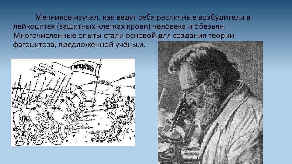 Мечников изучал, как ведут себя различные возбудители в лейкоцитах (защитных клетках крови) человека и