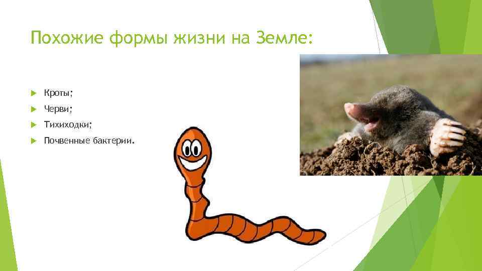 Похожие формы жизни на Земле: Кроты; Черви; Тихиходки; Почвенные бактерии. 