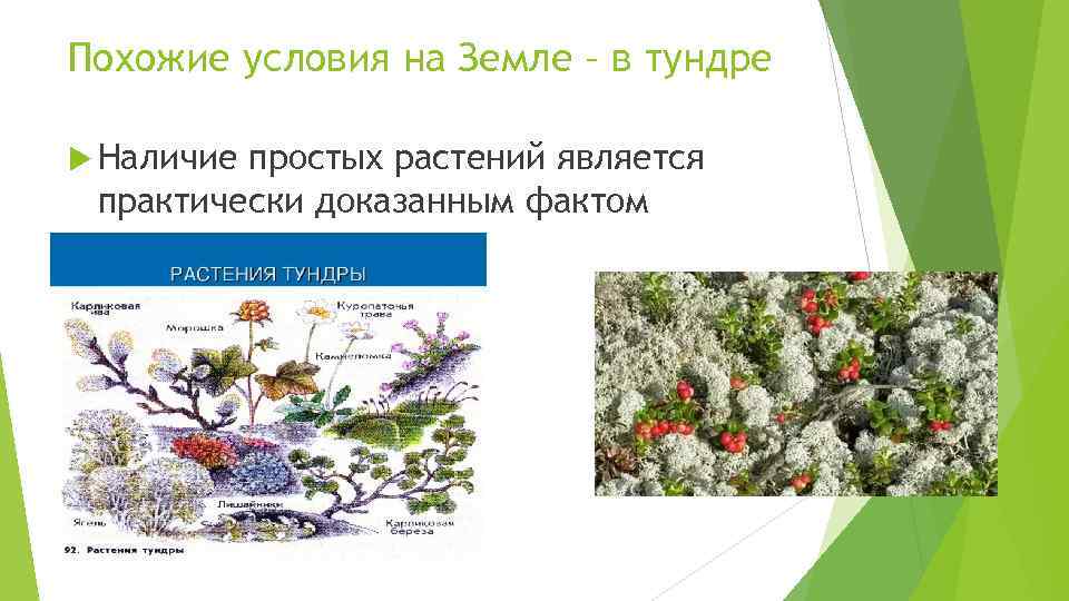 Похожие условия на Земле – в тундре Наличие простых растений является практически доказанным фактом
