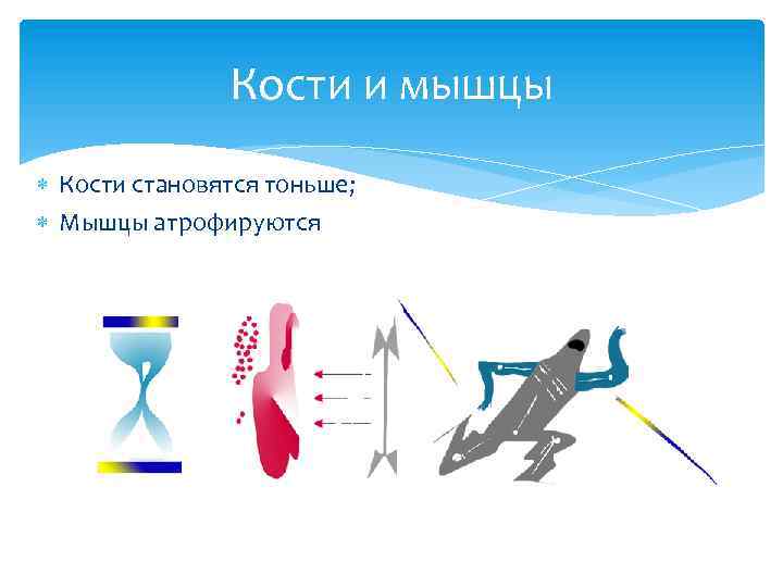 Кости и мышцы Кости становятся тоньше; Мышцы атрофируются 