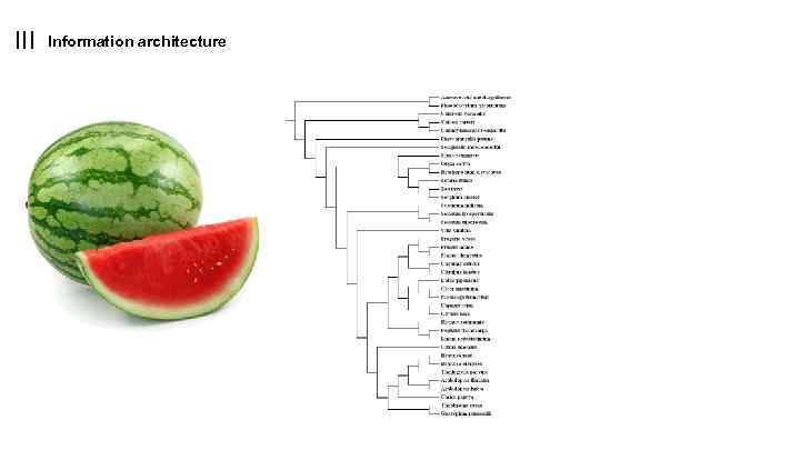 Information architecture 