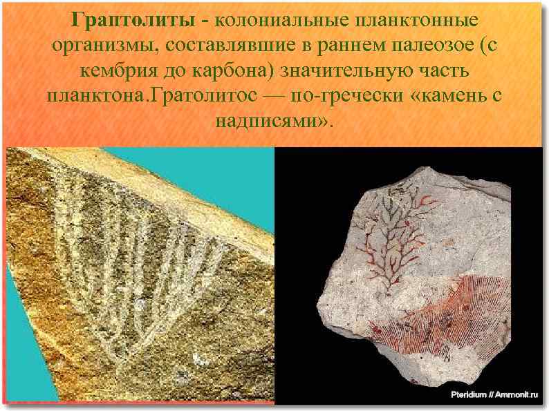 Граптолиты - колониальные планктонные организмы, составлявшие в раннем палеозое (с кембрия до карбона) значительную