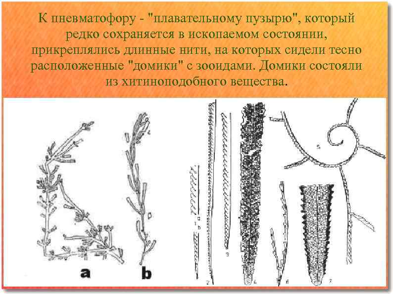 К пневматофору - "плавательному пузырю", который редко сохраняется в ископаемом состоянии, прикреплялись длинные нити,