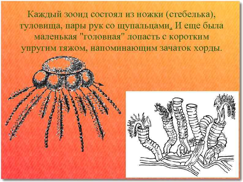 Каждый зооид состоял из ножки (стебелька), туловища, пары рук со щупальцами. И еще была