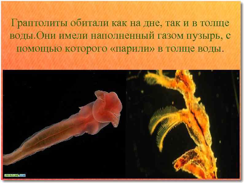 Граптолиты обитали как на дне, так и в толще воды. Они имели наполненный газом