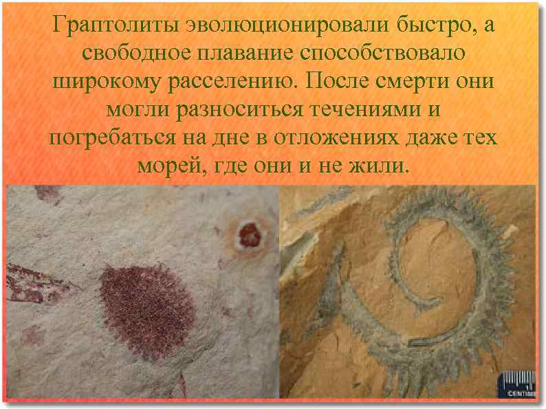 Граптолиты эволюционировали быстро, а свободное плавание способствовало широкому расселению. После смерти они могли разноситься