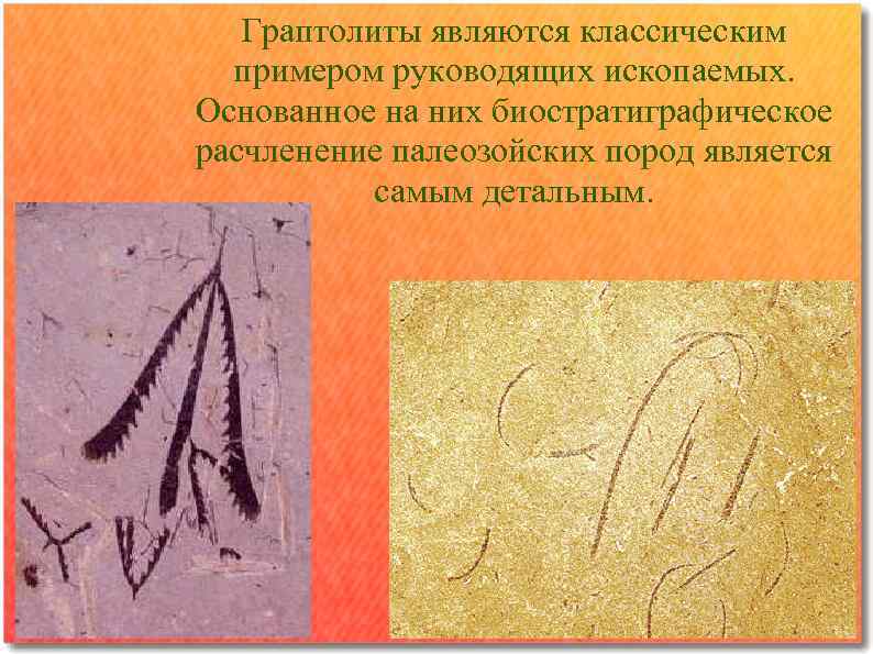 Граптолиты являются классическим примером руководящих ископаемых. Основанное на них биостратиграфическое расчленение палеозойских пород является