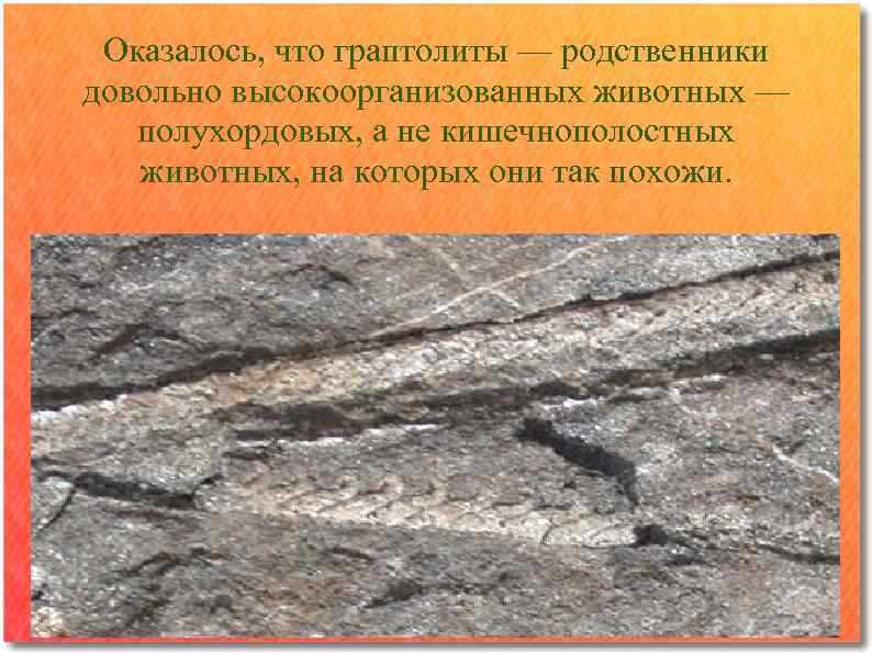 Оказалось, что граптолиты — родственники довольно высокоорганизованных животных — полухордовых, а не кишечнополостных животных,