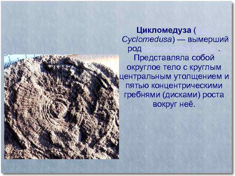 Цикломедуза (лат. Cyclomedusa) — вымерший родэдиакарской биоты. Представляла собой округлое тело с круглым центральным