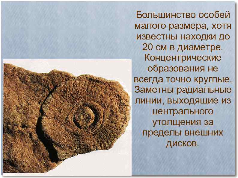 Большинство особей малого размера, хотя известны находки до 20 см в диаметре. Концентрические образования