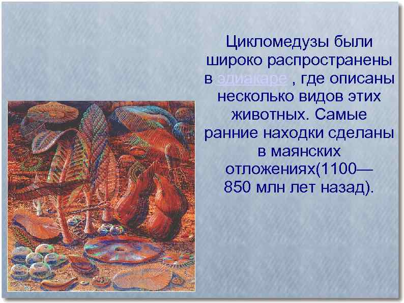 Цикломедузы были широко распространены в эдиакаре , где описаны несколько видов этих животных. Самые