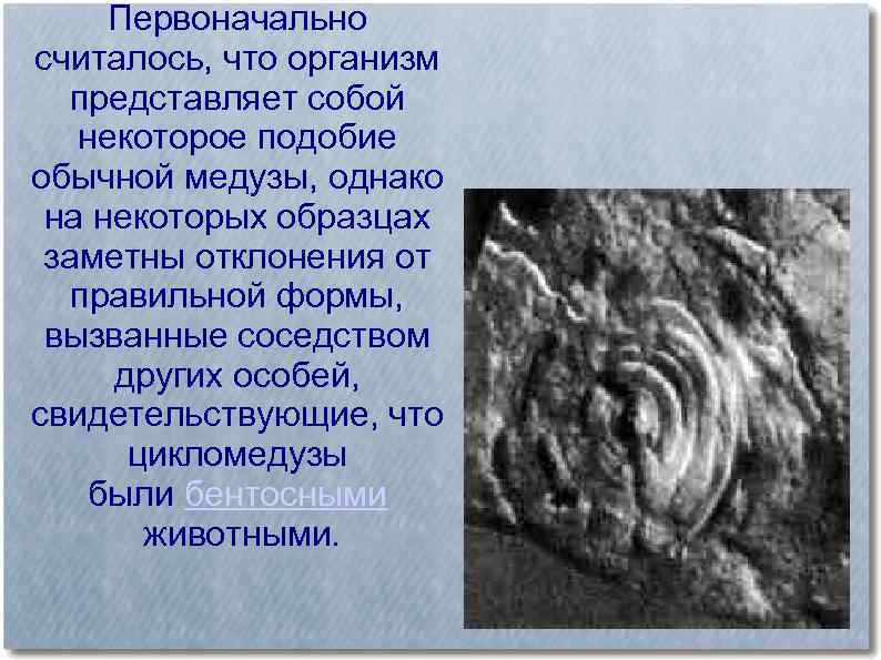 Первоначально считалось, что организм представляет собой некоторое подобие обычной медузы, однако на некоторых образцах