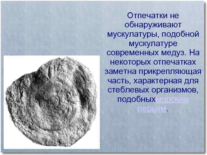 Отпечатки не обнаруживают мускулатуры, подобной мускулатуре современных медуз. На некоторых отпечатках заметна прикрепляющая часть,
