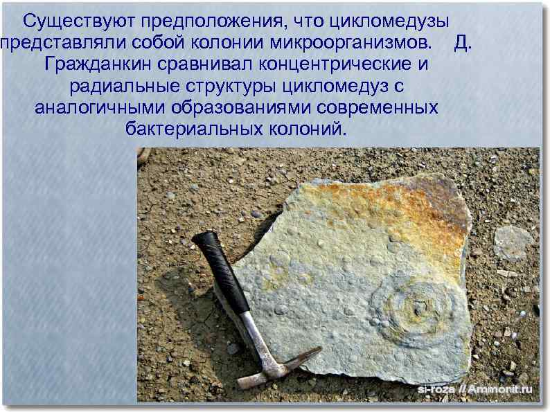 Существуют предположения, что цикломедузы представляли собой колонии микроорганизмов. Д. Гражданкин сравнивал концентрические и радиальные