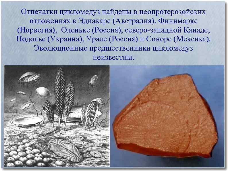 Отпечатки цикломедуз найдены в неопротерозойских отложениях в Эдиакаре (Австралия), Финнмарке (Норвегия), Оленьке (Россия), северо-западной