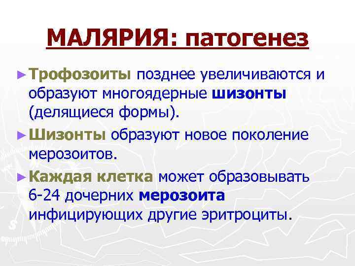 МАЛЯРИЯ: патогенез ► Трофозоиты позднее увеличиваются и образуют многоядерные шизонты (делящиеся формы). ► Шизонты