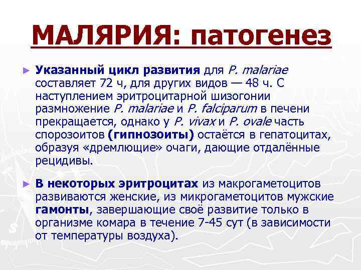МАЛЯРИЯ: патогенез ► ► Указанный цикл развития для Р. malariae составляет 72 ч, для
