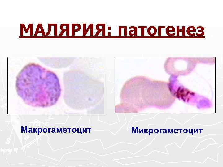 МАЛЯРИЯ: патогенез Макрогаметоцит Микрогаметоцит 