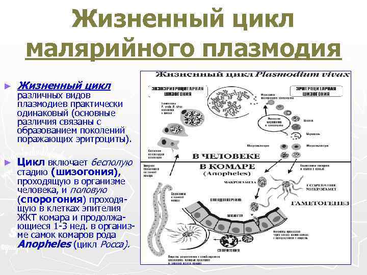 Жизненный цикл малярийного плазмодия ► Жизненный цикл ► Цикл включает бесполую стадию (шизогония), различных