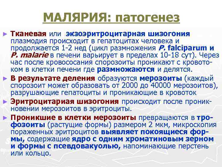 МАЛЯРИЯ: патогенез Тканевая или экзоэритроцитарная шизогония плазмодия происходит в гепатоцитах человека и продолжается 1