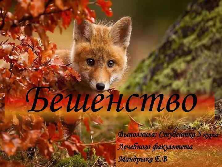 Бешенство Выполнила: Студентка 5 курса Лечебного факультета Мандрыка Е. В 