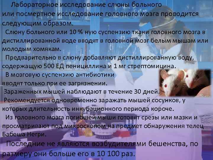  Лабораторное исследование слюны больного или посмертное исследование головного мозга проводится следующим образом. Слюну