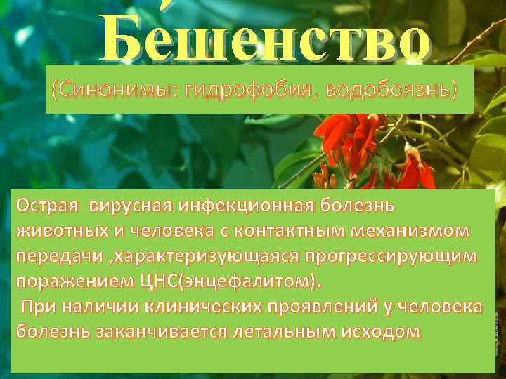 Бе шенство (Синонимы: гидрофобия, водобоязнь) Острая вирусная инфекционная болезнь животных и человека с контактным