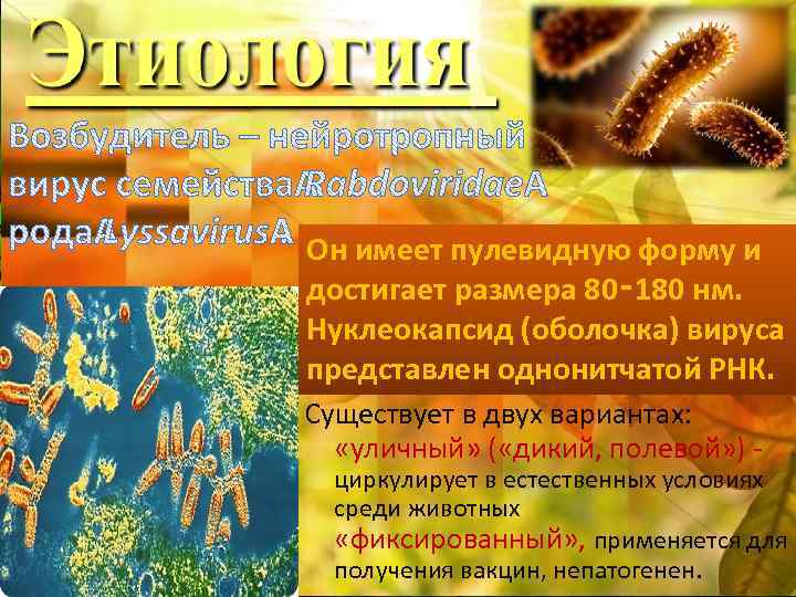 Он имеет пулевидную форму и достигает размера 80‑ 180 нм. Нуклеокапсид (оболочка) вируса представлен
