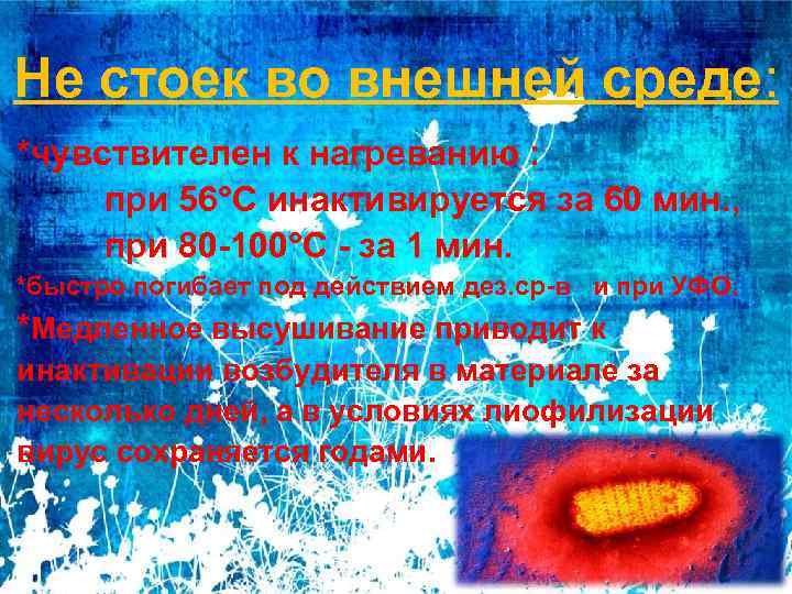 Не стоек во внешней среде: *чувствителен к нагреванию : при 56°С инактивируется за 60